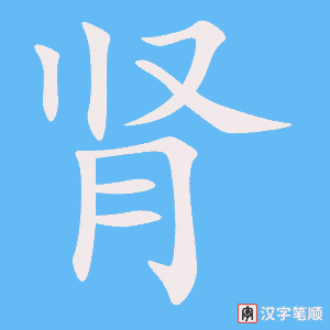 《肾》的笔顺动画写字动画演示