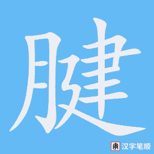 《腱》的笔顺动画写字动画演示