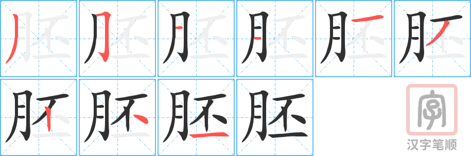 《胚》的笔顺分步演示（一笔一画写字）